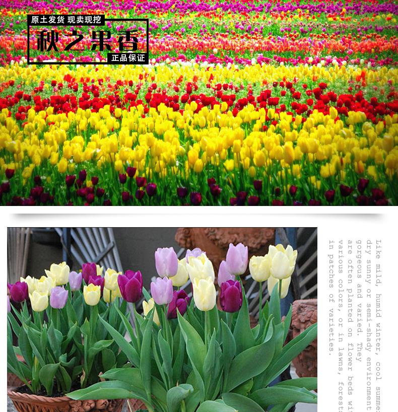 郁金香种球盆栽花卉观花植物室内花种子四季水养带芽大球 黄金岁月【3