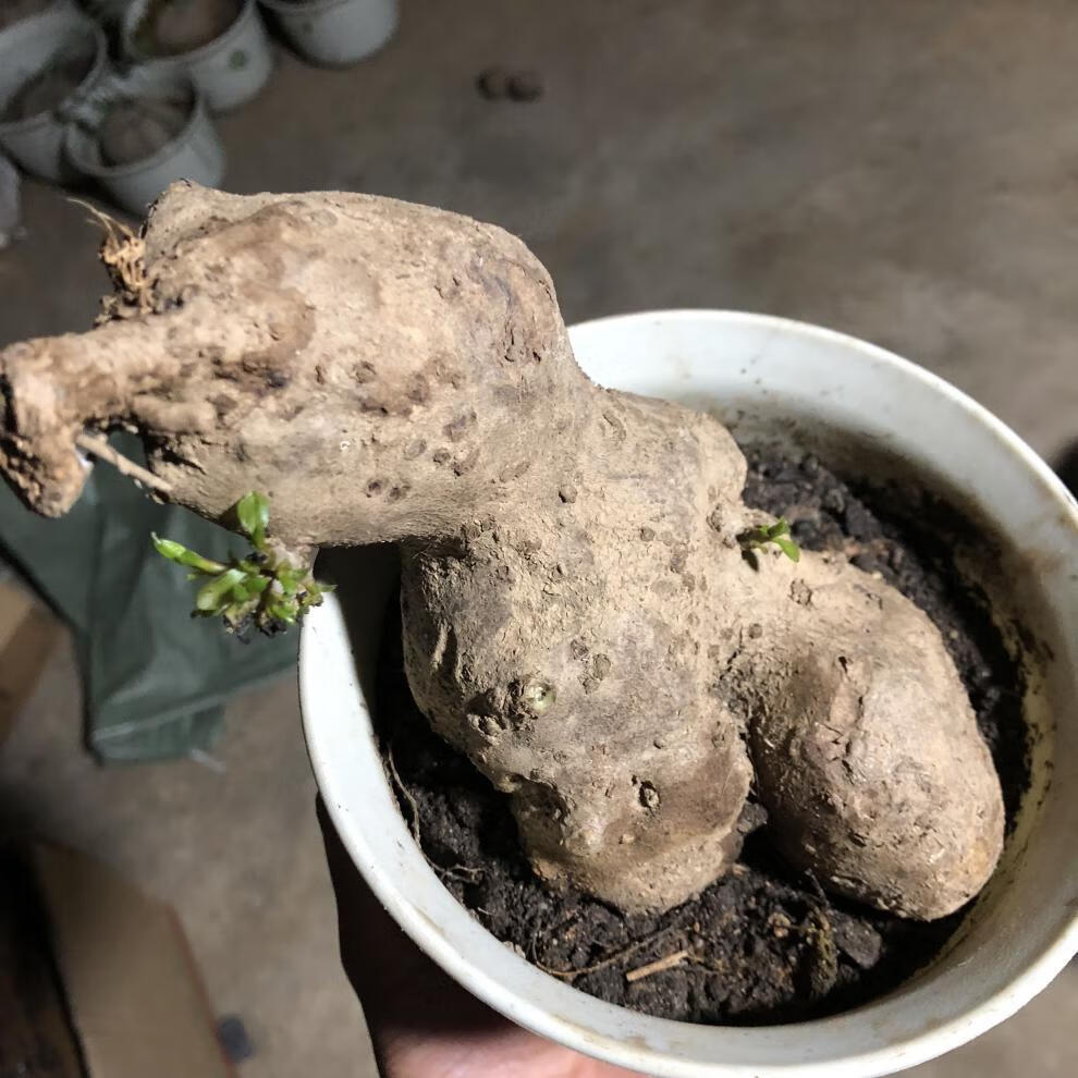 藤三七盆栽四季常青阳台蔬菜爬藤植物花卉绿植庭院植物墙多肉植物 藤