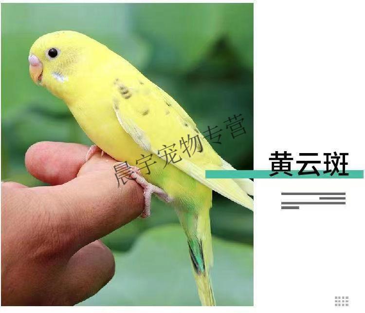 虎皮鸚鵡幼鳥活體多彩鸚鵡會說話鳥寵物家養公母一對繁殖 純手養黃