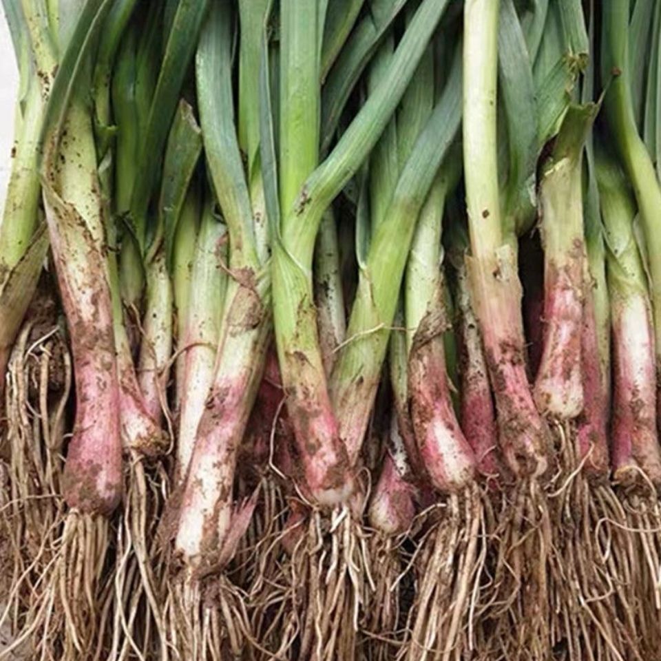 便宜好货10斤红皮蒜苗新鲜蒜苗青蒜批发2斤4斤6斤6斤