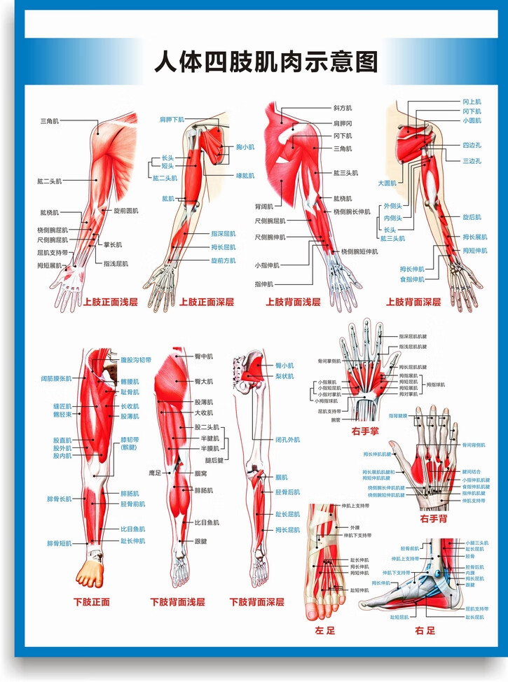 人体结构肌肉挂图高清身人体肌肉图解剖图结构图人体运动图高清医学