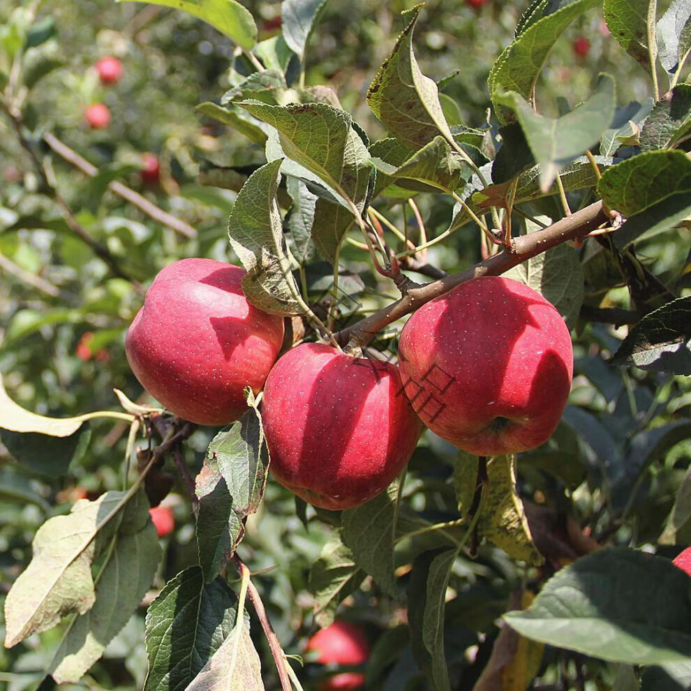 云南昭通高山红露5斤/8斤 新鲜水果 红露苹果大果5斤(9-12个)【图片