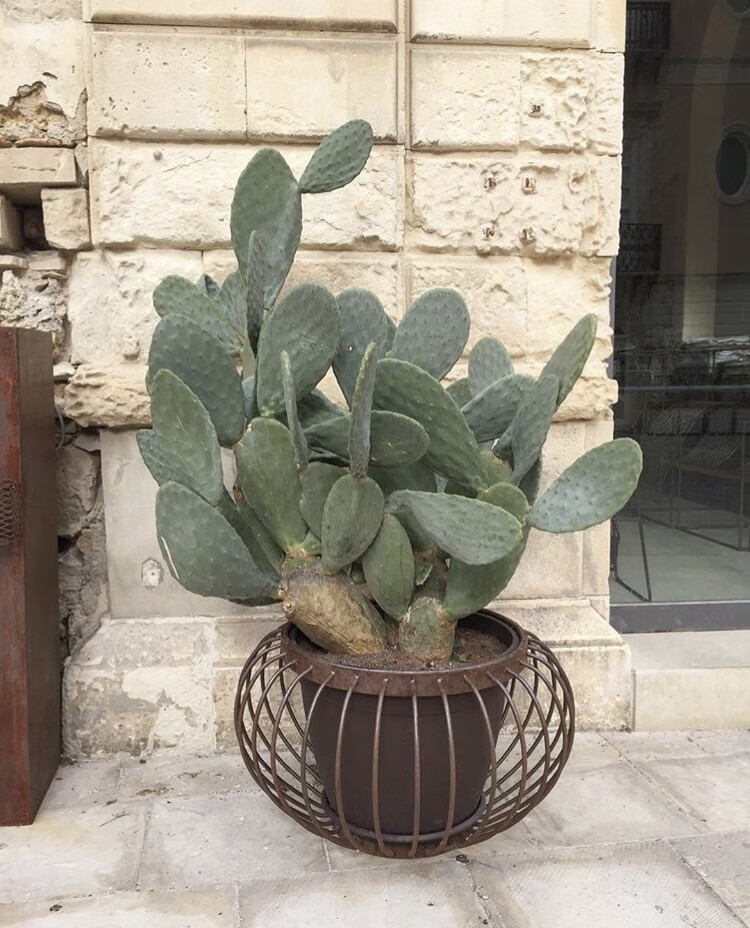 高原峭壁仙人掌树霸气老桩盆景大型沙漠造景多肉植物盆栽花卉绿植奇艺