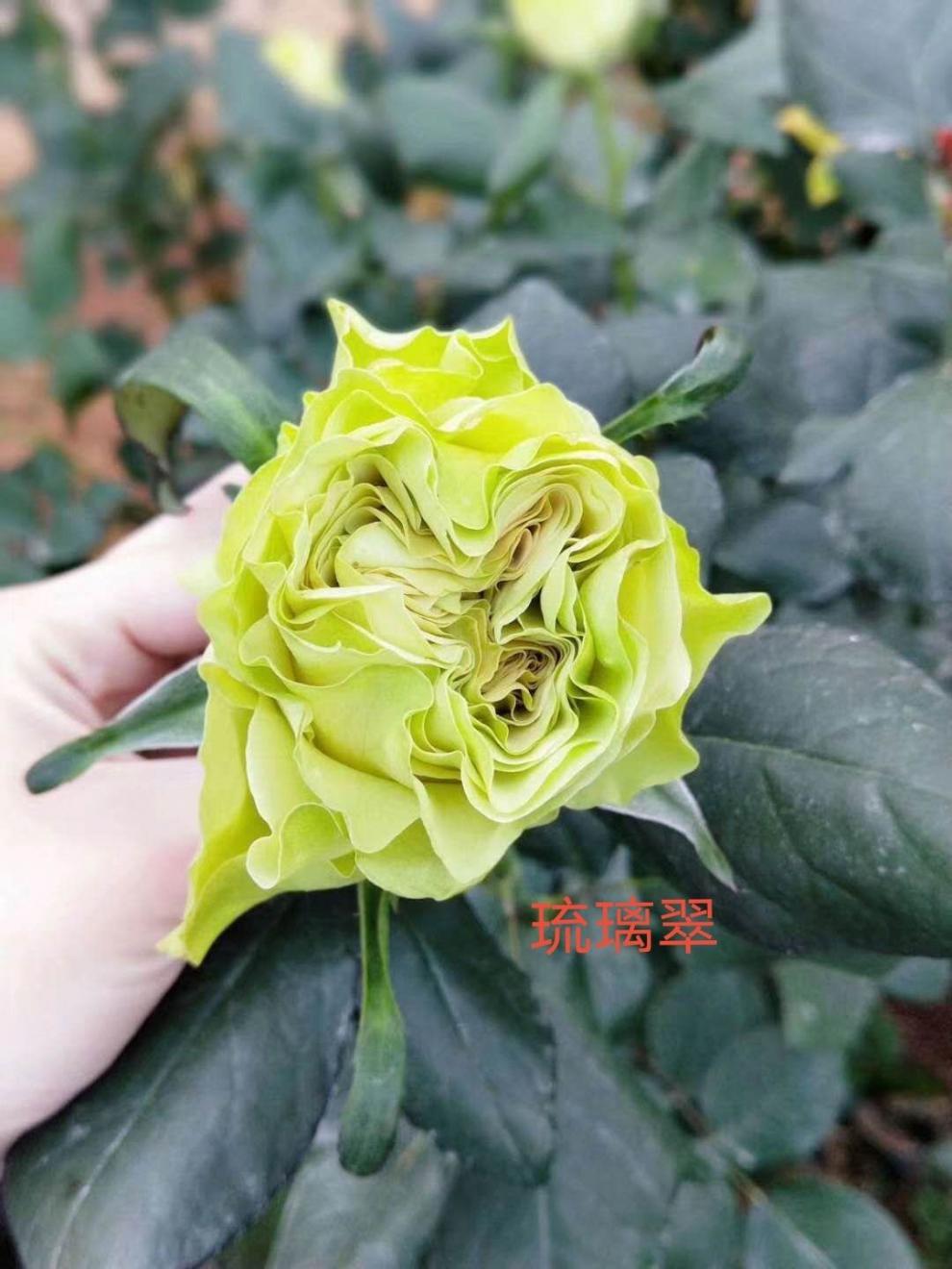 云南四季开花不断玫瑰切花苗大花丰花月季花卉盆栽小苗混搭安娜公主10