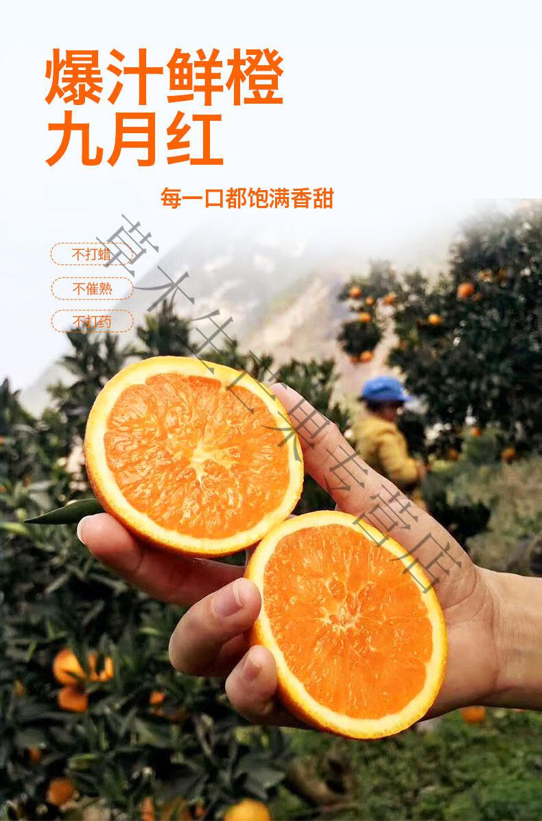 秭归脐橙九月红橙子当季新鲜水果手剥甜橙现货榨汁果冻橙8斤