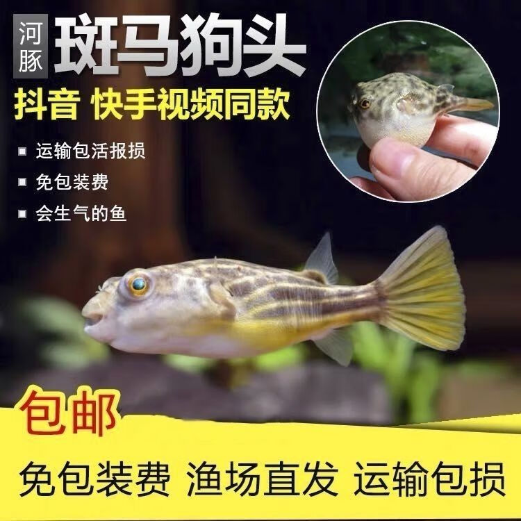 榮鬱斑馬狗頭兇猛魚非洲進口魚熱帶魚觀賞魚淡水魚苗活體包損斑馬狗頭