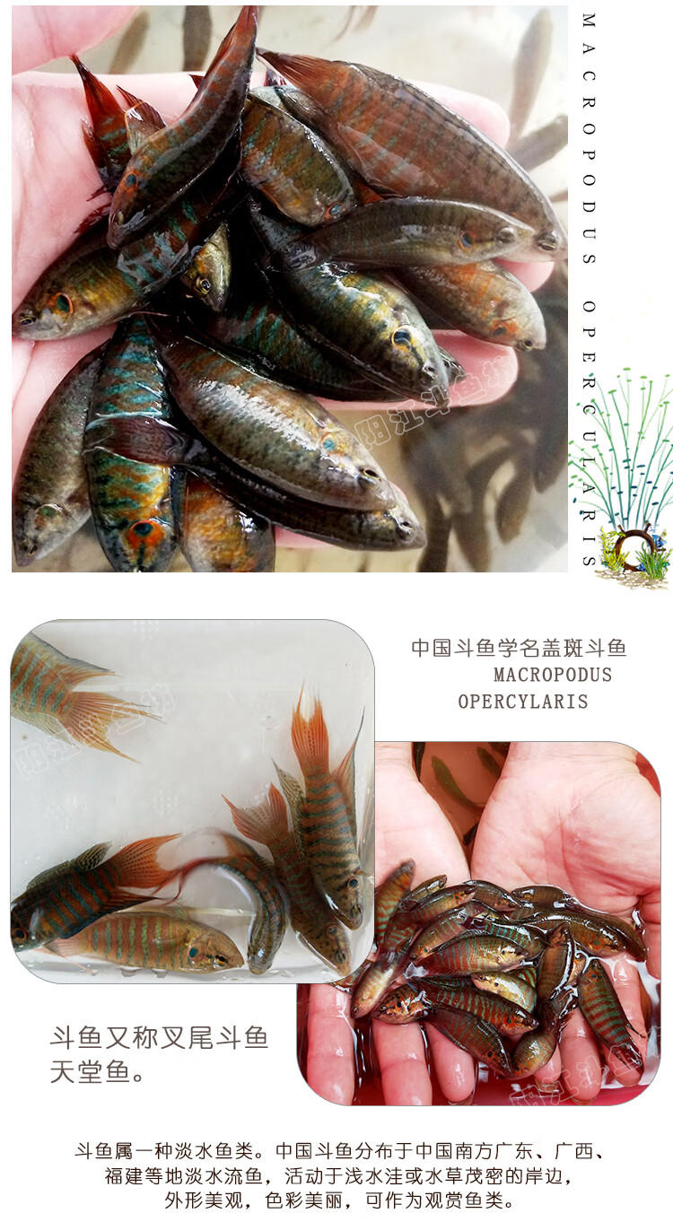 中國鬥魚活魚普叉尾野生不換水觀賞魚好耐養的冷水魚活體活魚淡水金魚