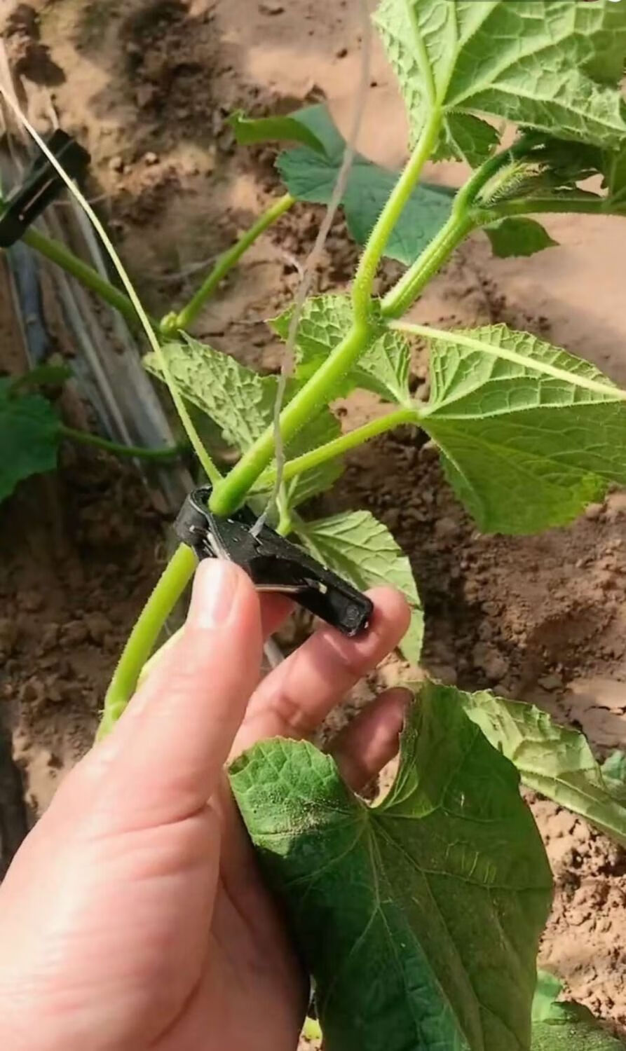 番茄西红柿黄瓜固定夹绑蔓夹吊秧夹子吊蔓夹扶蔓夹落蔓夹吊秧夹大棚