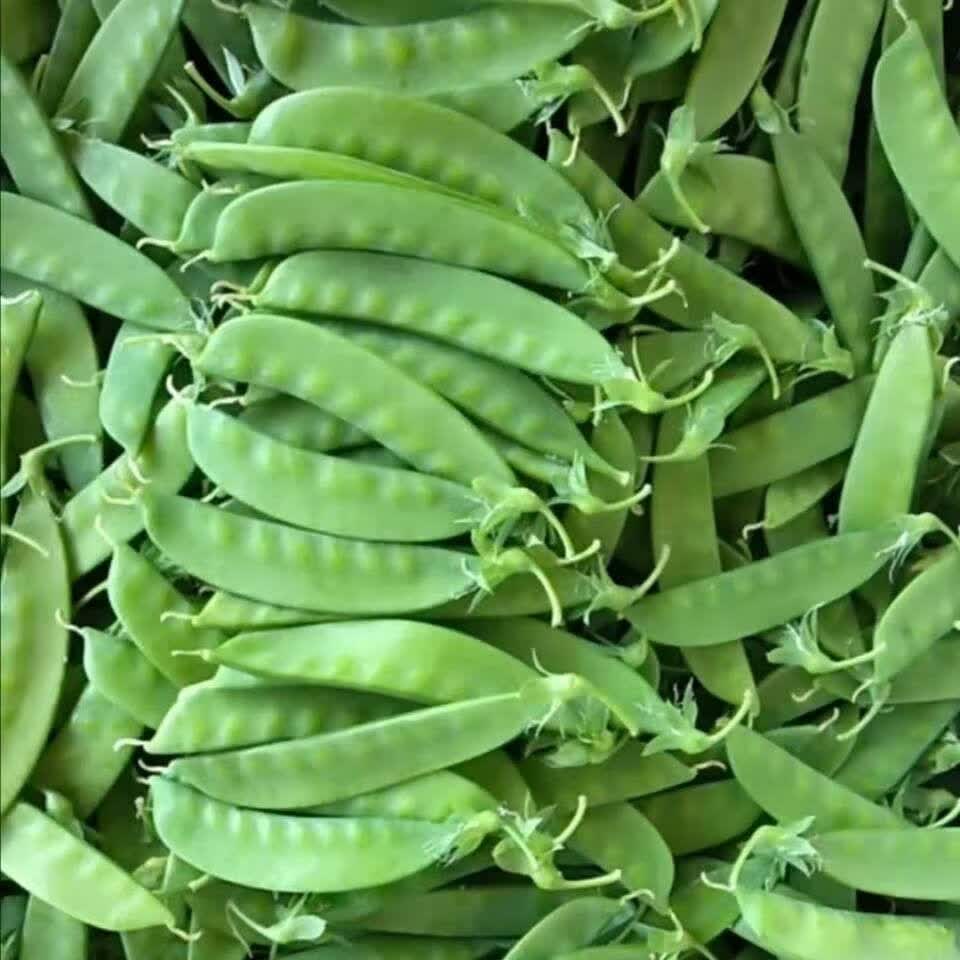 荷兰豆荚2斤 新鲜绿色蔬菜豌豆荚云南高山种植无污染蔬菜5斤 5斤装