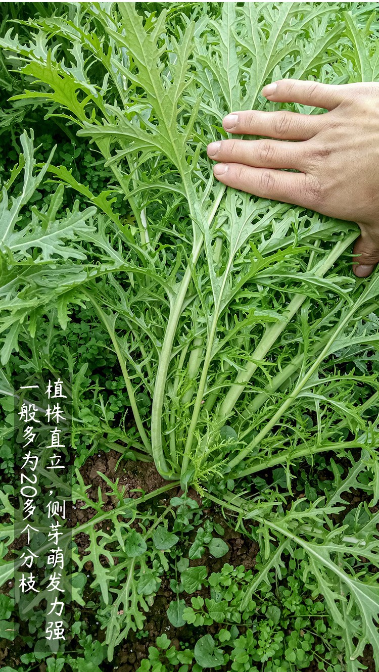 农之子 雪里蕻细叶种子咸菜腌酸菜 雪里蕻种子 500g散装【图片 价格