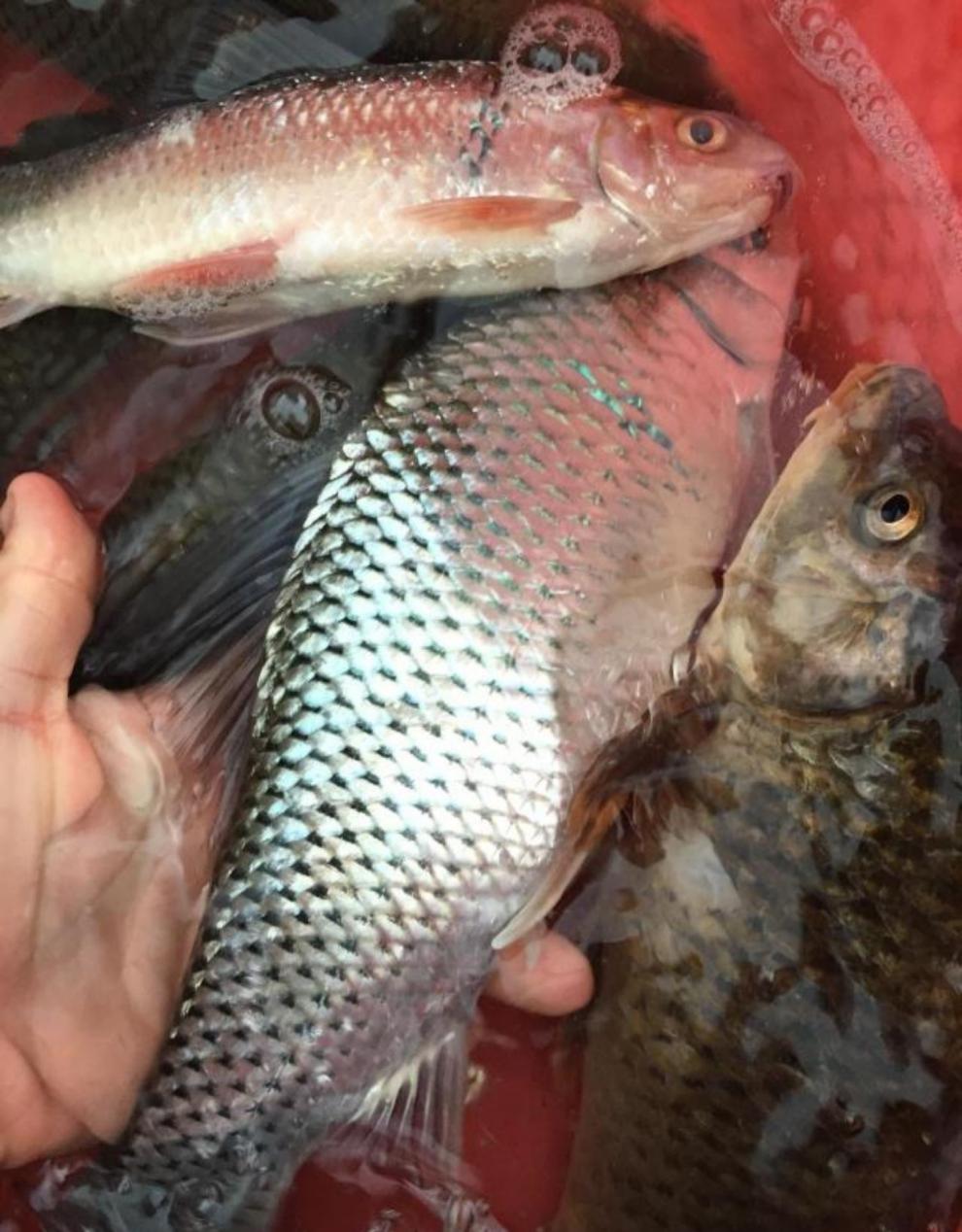 lism新鮮河魚鯪魚鮮活水產河源萬綠湖土鯪豆豉罐頭魚現宰現發3斤裝