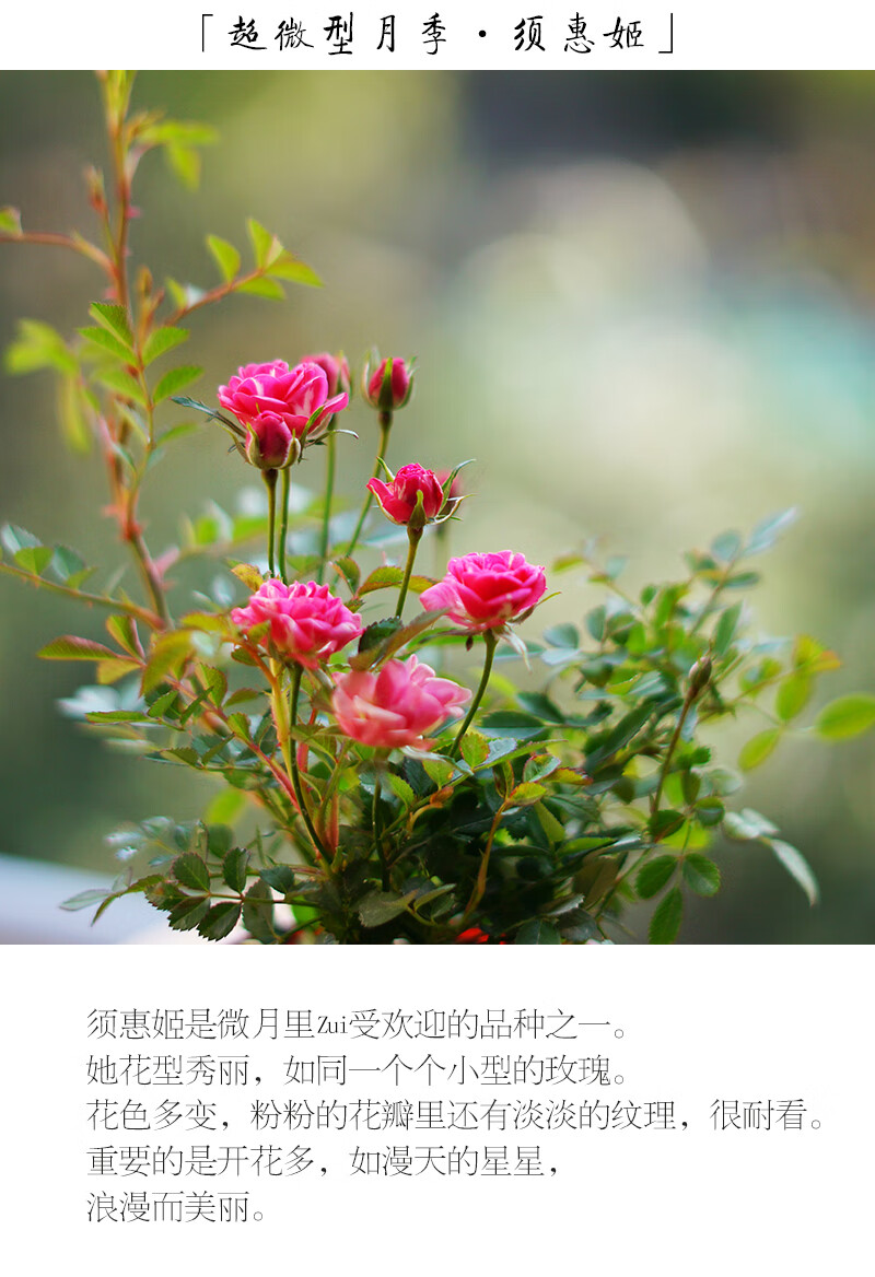 须惠姬月季花语图片