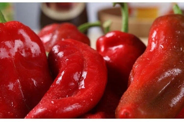 产地直销新鲜红辣椒红尖椒大红泡椒微辣剁椒辣椒酱现摘现发新鲜大红椒