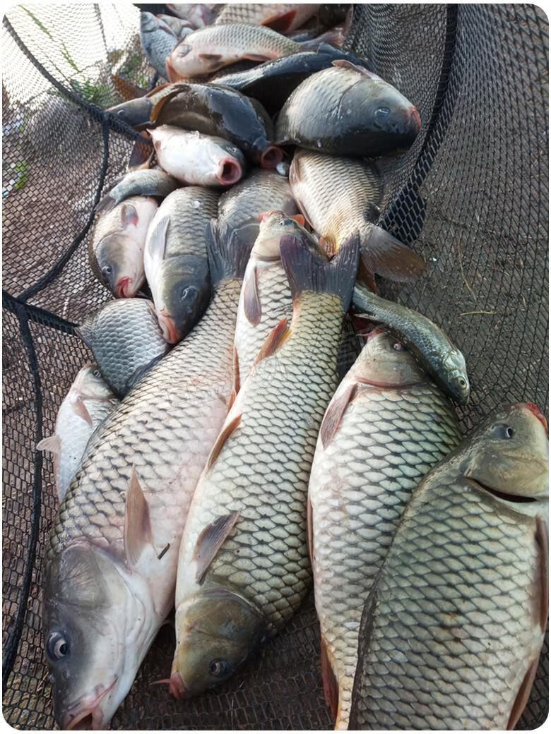 钓麦小麦钓饵麦子鱼饵麦粒饵料野钓小药鲤鲫草鳊通杀钓鱼用品红色钓麦