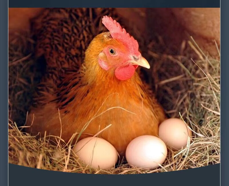 孵化器孵蛋器家用商用小型孵化器小型家用水床孵蛋器鸭鹅家用孵化器