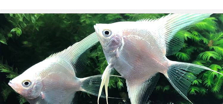 zxc神仙鱼活体小型七彩神仙鱼活体三色燕鱼白神仙鱼斑马燕鱼米白色2条