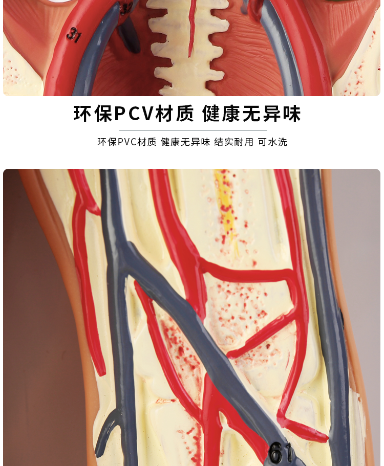 【顺丰速发】人体内脏血液循环模型心脏动脉静脉神经血管器官解剖医学
