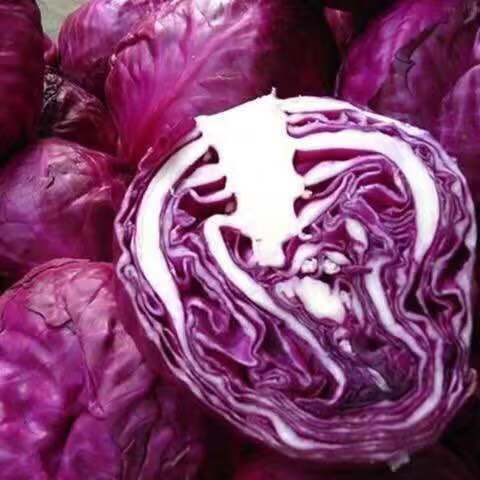 【现货直发】现摘新鲜紫甘蓝5斤】新鲜紫包菜紫卷心菜紫莲花白5斤紫