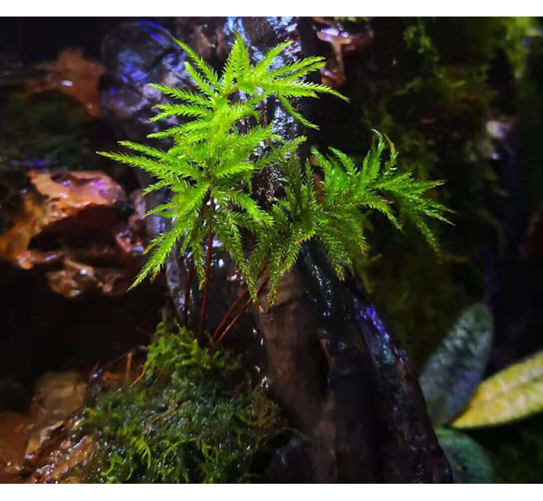 鱼缸水草鱼草万年藓水草活体耐活耐低温苔藓鱼缸水族箱生态瓶造景