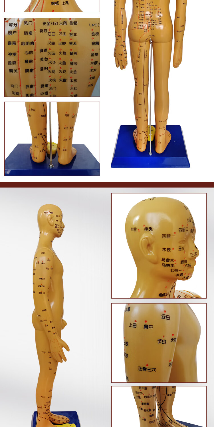 董氏针灸穴位模型【图片 价格 品牌 报价】