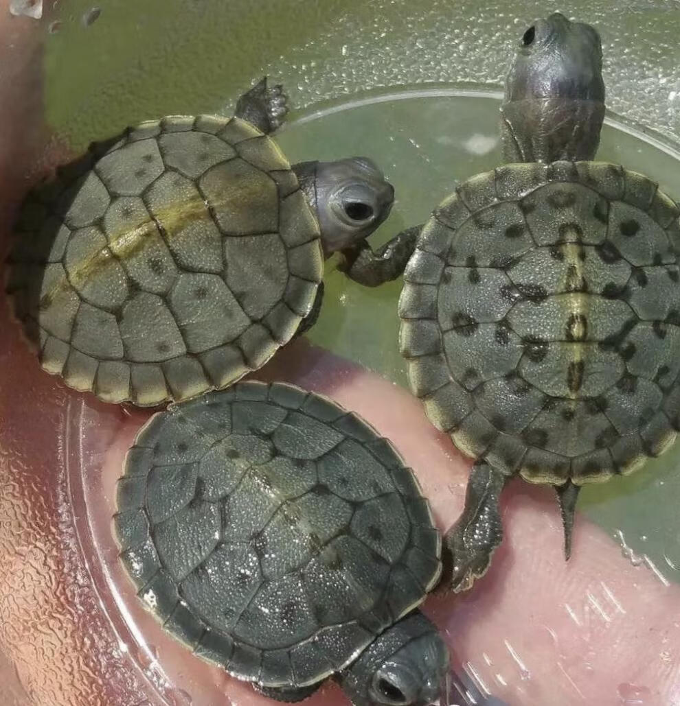 黑化巴西龟黑珍珠变异巴西黑巴萌宠日常宠物好养省心小萌宠赤兔马