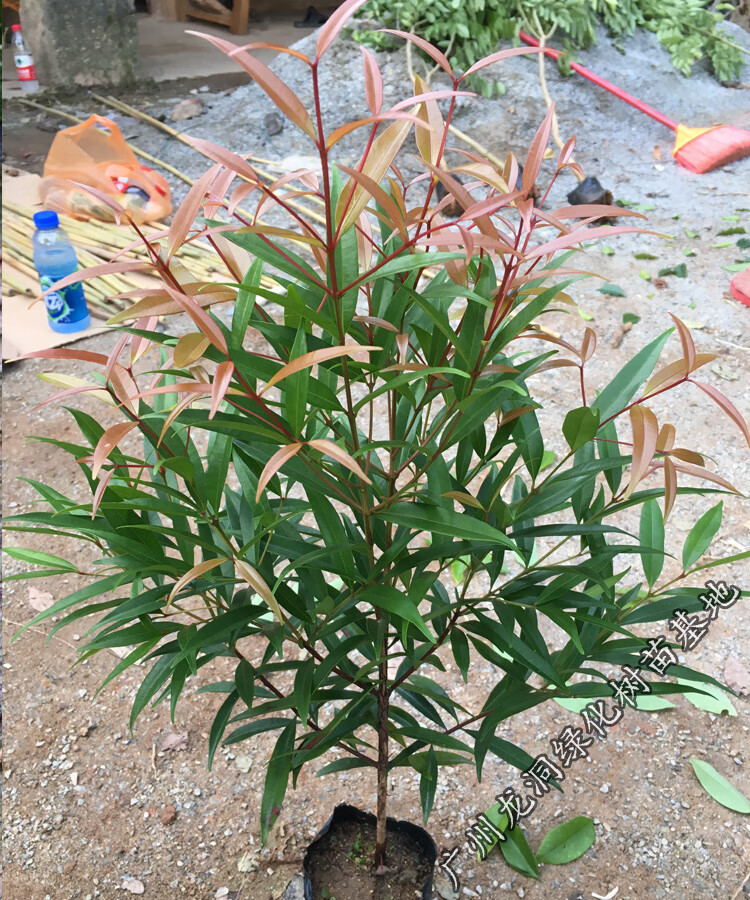 南北方观叶彩叶绿化树植物红车木盆栽红车苗室内外庭院常绿行道树红车