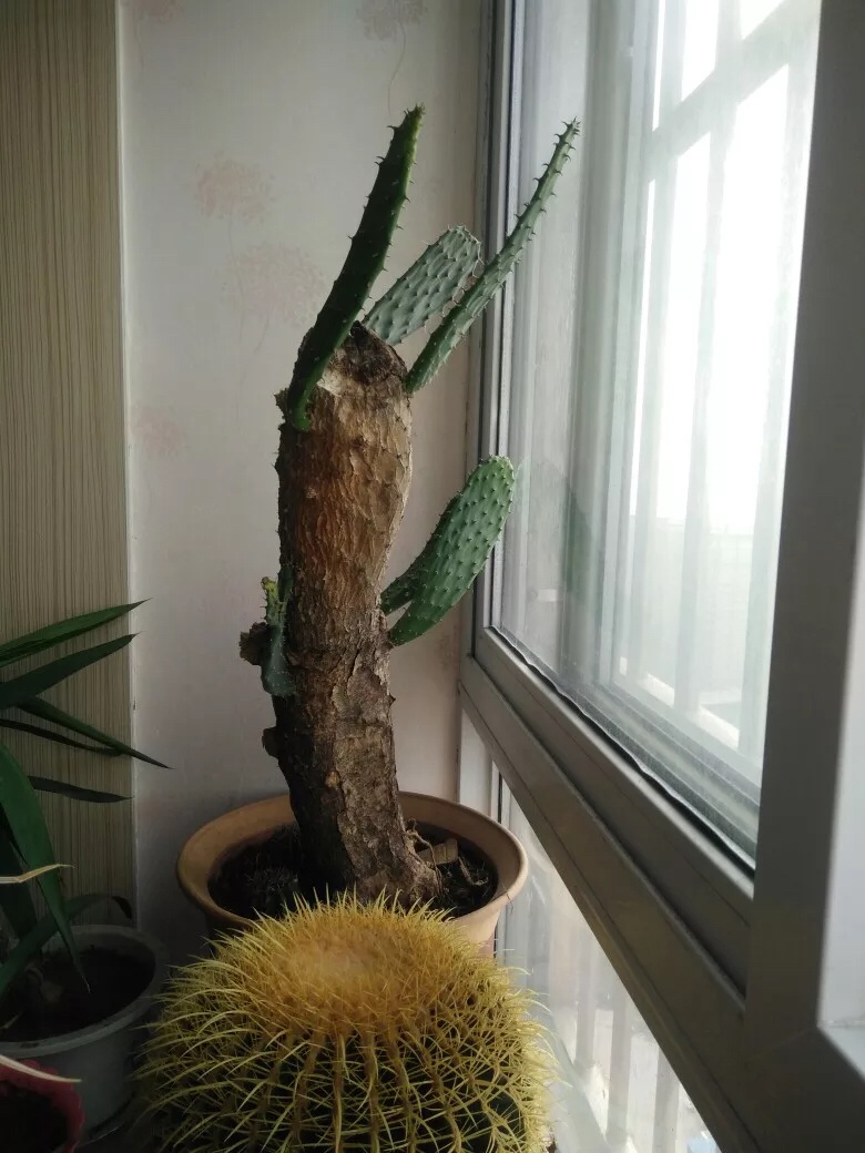 高原峭壁仙人掌树霸气老桩盆景大型沙漠造景多肉植物盆栽花卉绿植奇艺