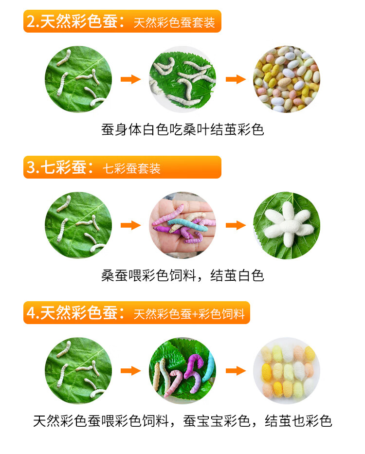 蚕宝宝白蚕自然课新鲜桑叶蚕卵包孵化科普养蚕活体宠物蚕茧蚕卵桑树叶