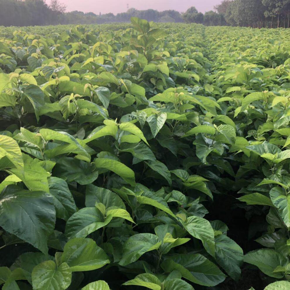 园艺强桑1号蚕桑苗农桑14号桑树苗养蚕大叶桑嫁接苗地栽盆栽大叶蚕桑