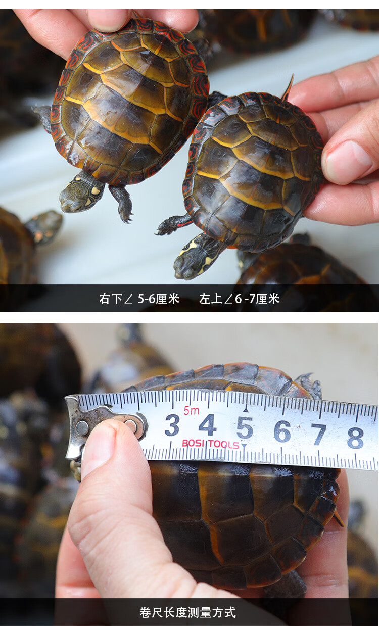 zxc东锦龟红腹西部锦龟观赏深水龟鳖鱼缸混养宠物龟东