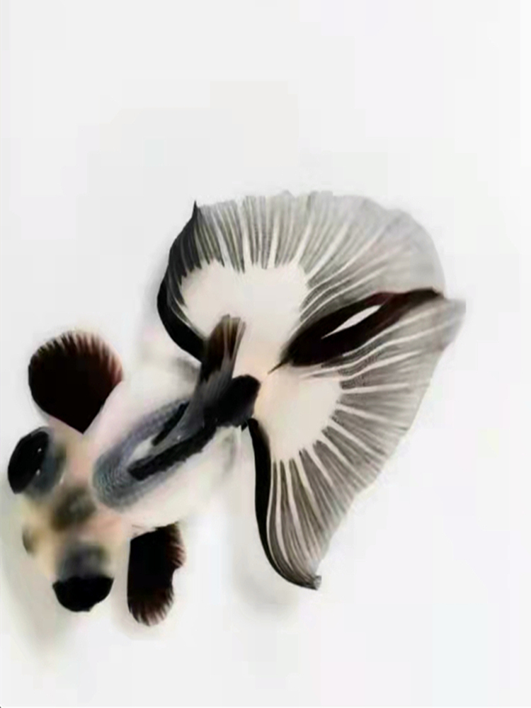 熊猫蝶尾金鱼活体变色观赏鱼包金冷水鱼苗 【五花蝶尾】精品 8-9 公分