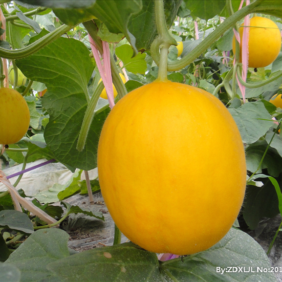 懒汉瓜王种子白色甜瓜种子蔬菜种子四季播农家高产甜早熟薄皮香瓜