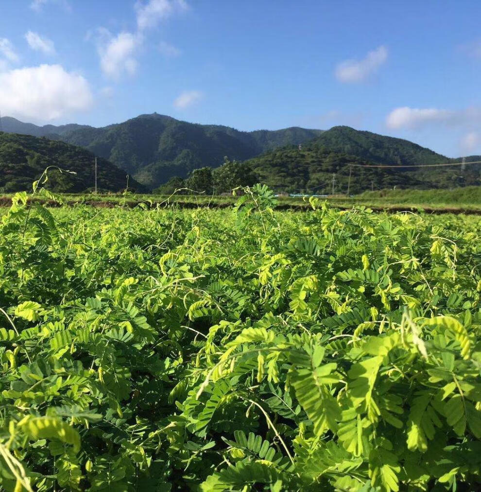 廣西欽州靈山相思茶文筆山相思茶相思藤茶1斤2袋1斤兩袋