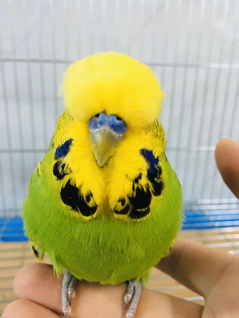 活体欧血虎皮大头大体型蘑菇头鹦鹉可繁殖可教说话雏鸟上手观赏鸟 深