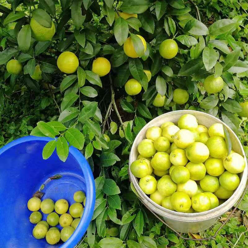 广西腌土柠檬 广西老坛腌制咸柠檬酸柠檬牛脚子陈年土柠檬酸咸柠七泡