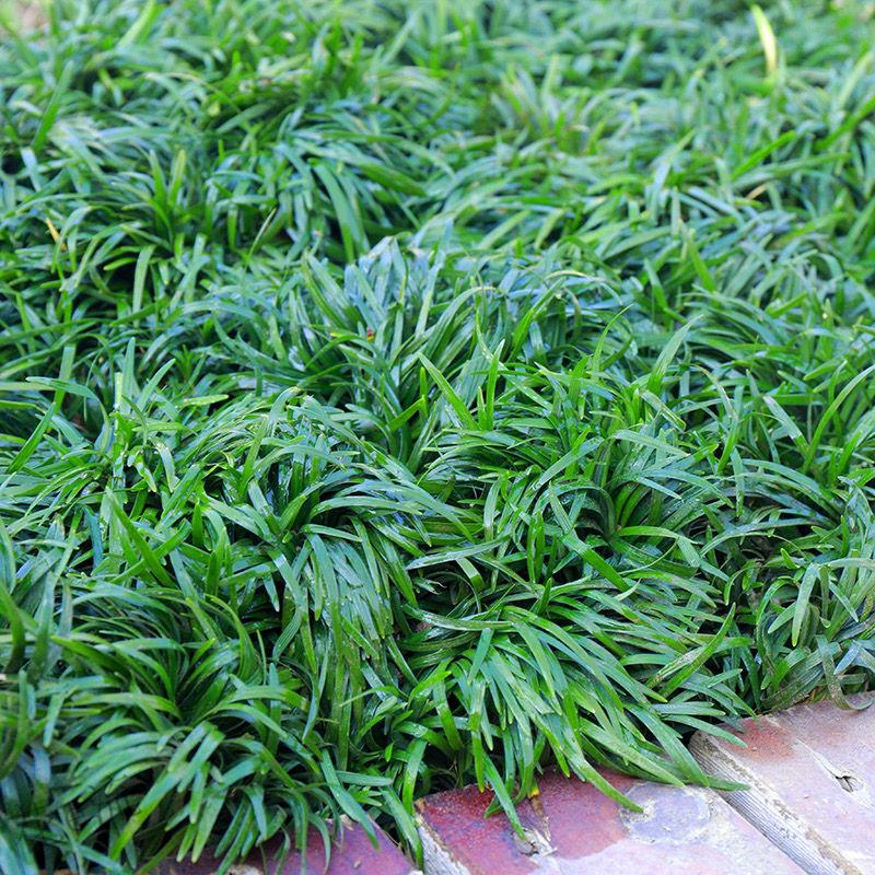 日本矮麦冬玉龙草金边麦冬兰花三七庭院别墅园林绿化矮麦冬玉龙草少土