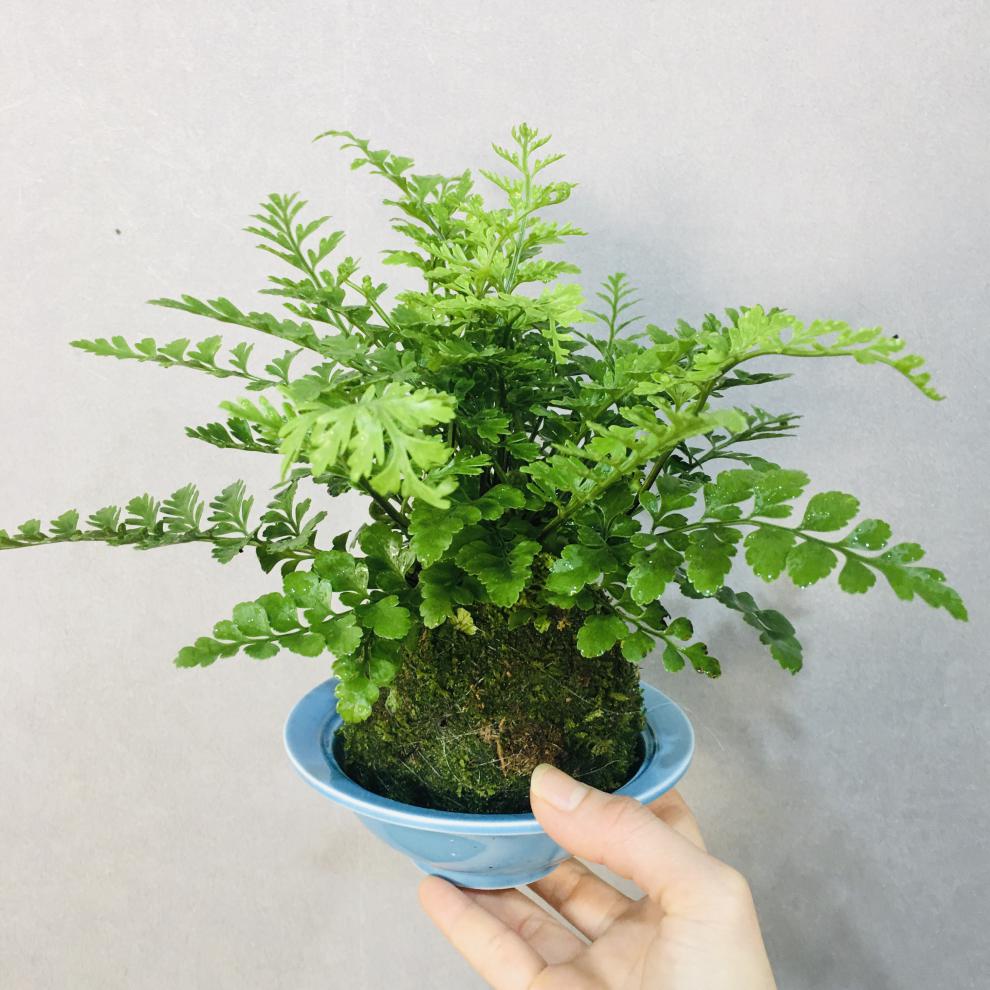 苔藓球苔玉蕨类室内水培绿植盆栽 吉姆蕨 不含盆【图片 价格 品牌