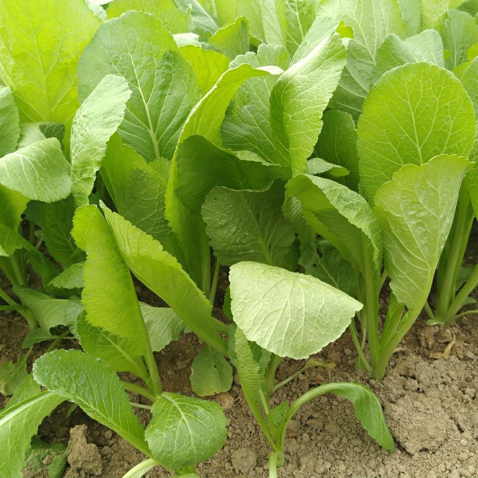 潮汕春菜青菜蔬菜现摘现发潮汕春菜3斤泡沫箱