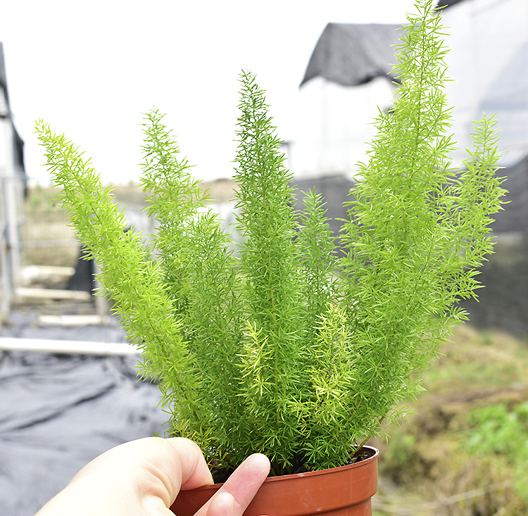 狐尾天门冬盆栽地栽窗台阳台庭院耐热观叶植物四季常青多年生好养易活