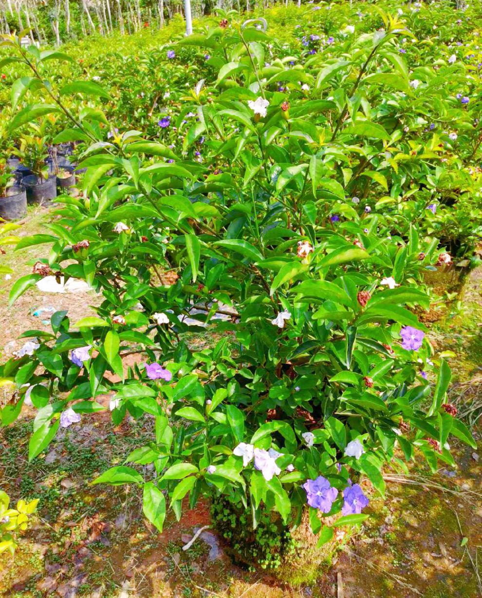 双色茉莉花盆栽香型四季变色鸳鸯番茉莉花苗绿植物花卉高60cm大冠幅带