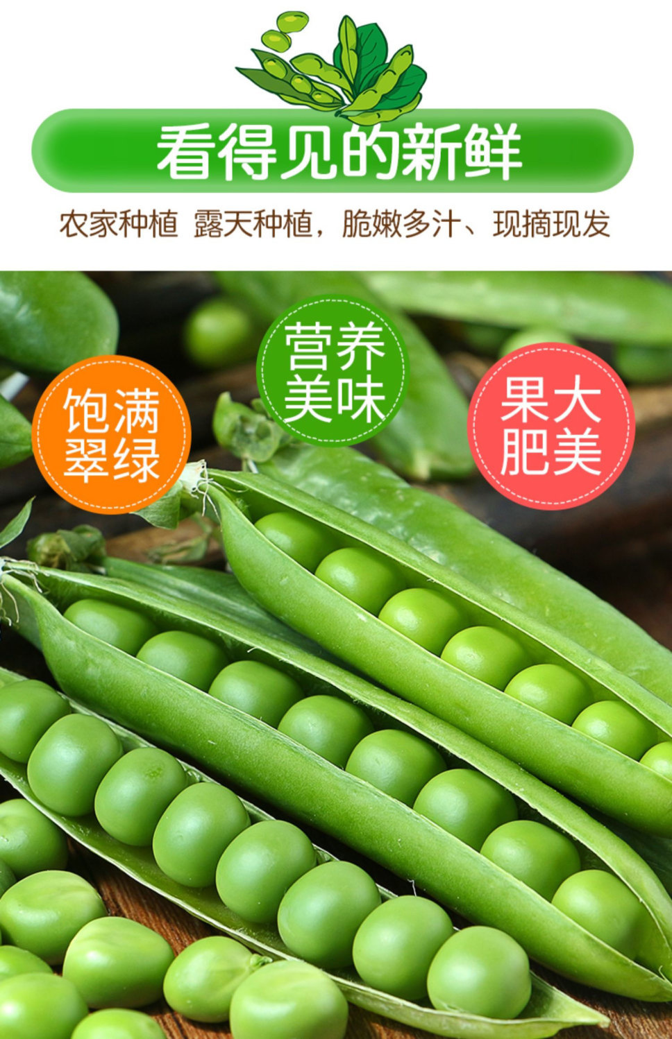 当季嫩豌豆新鲜现摘豌豆荚带壳水果豌豆角颗粒饱满一整箱910斤优选