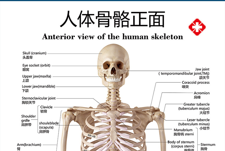 標準人體骨骼圖大掛圖片全身高清人體骨骼結構圖解剖圖全身海報