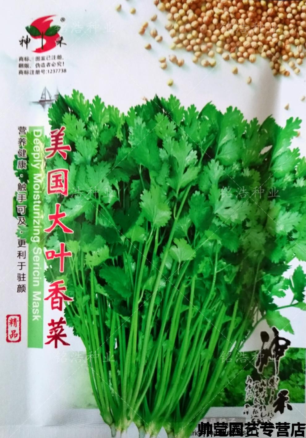 春枝韻大葉香菜種籽芫荽種子耐熱農家菜園蔬菜室內陽臺春夏秋冬四季