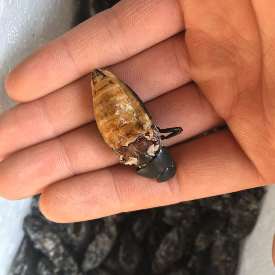 黑龙虱水龟虫老鳖盖黑鳖盖黑壳虫中通快递发货图片均为实图拍摄 龙虱