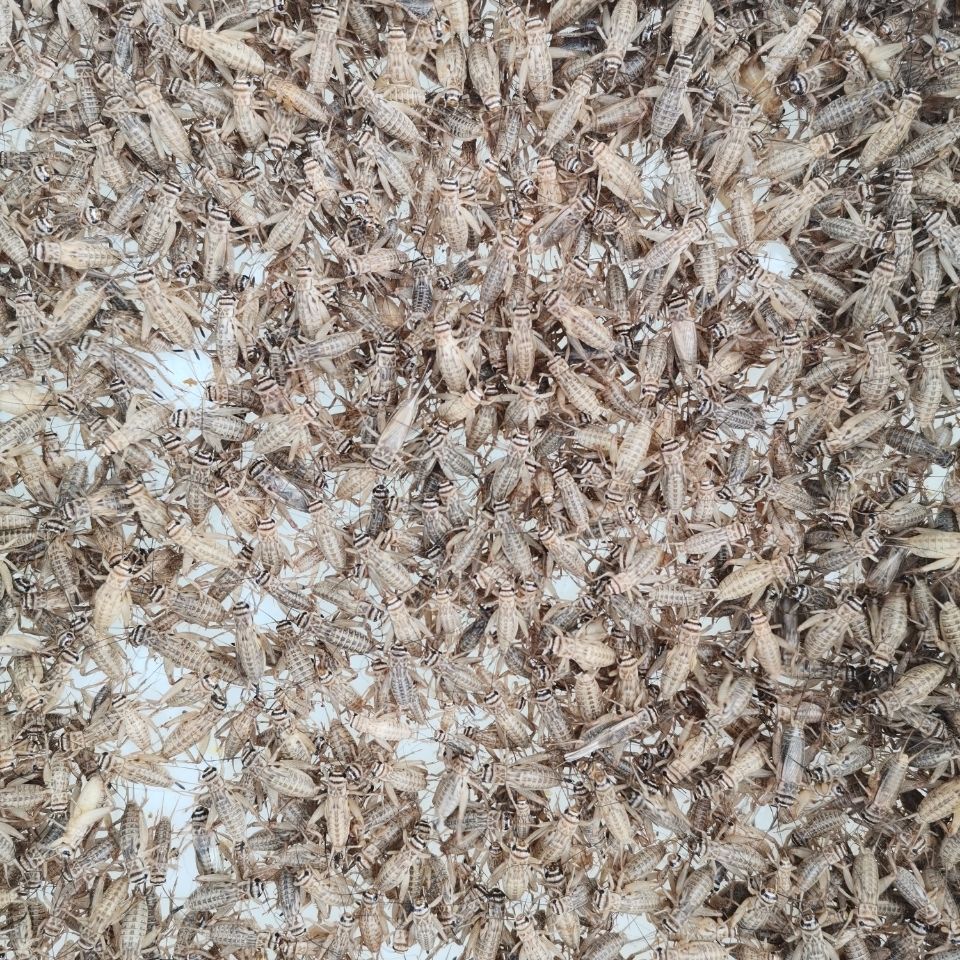 白蟋蟀活体饲料画眉鸟爬宠龟蜂活体饲料鲜嫩多汁营养丰富 白蟋蟀卵1盒