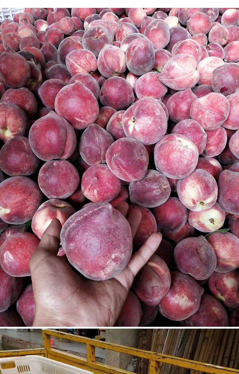 顺丰产地直发云南红宝石桃子脆甜毛桃新鲜应季水果鹰嘴桃黑美人水蜜桃