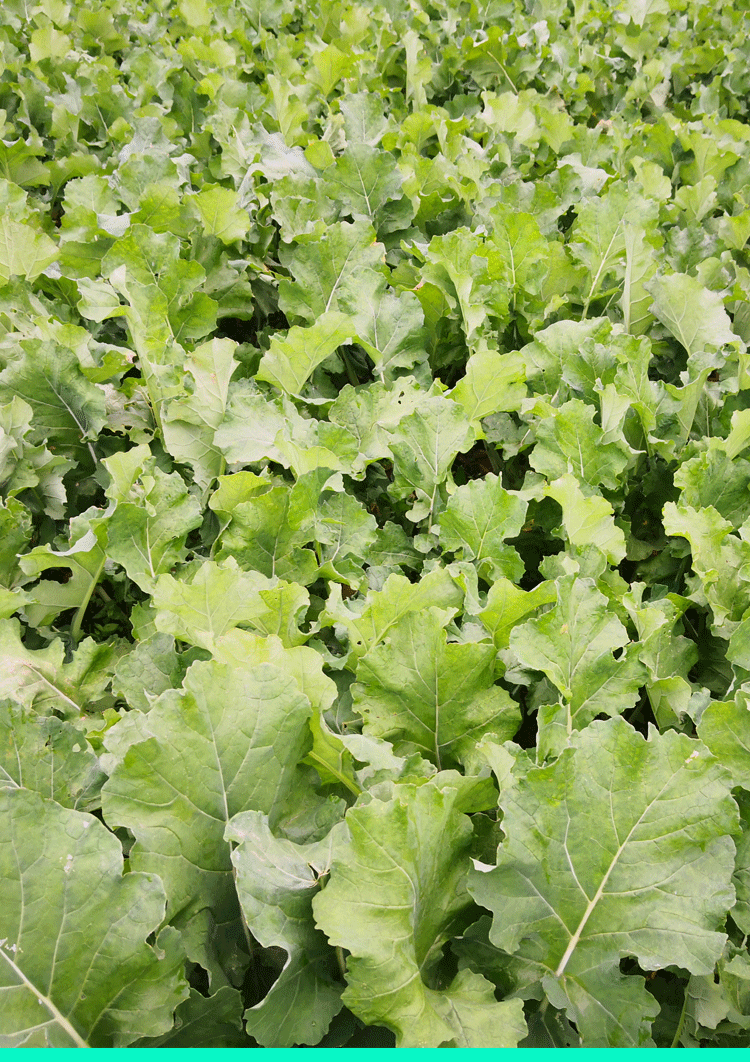 【现摘现发】四川油菜苔 新鲜小油菜 新鲜蔬菜油菜苗 绿色蔬菜青菜苔