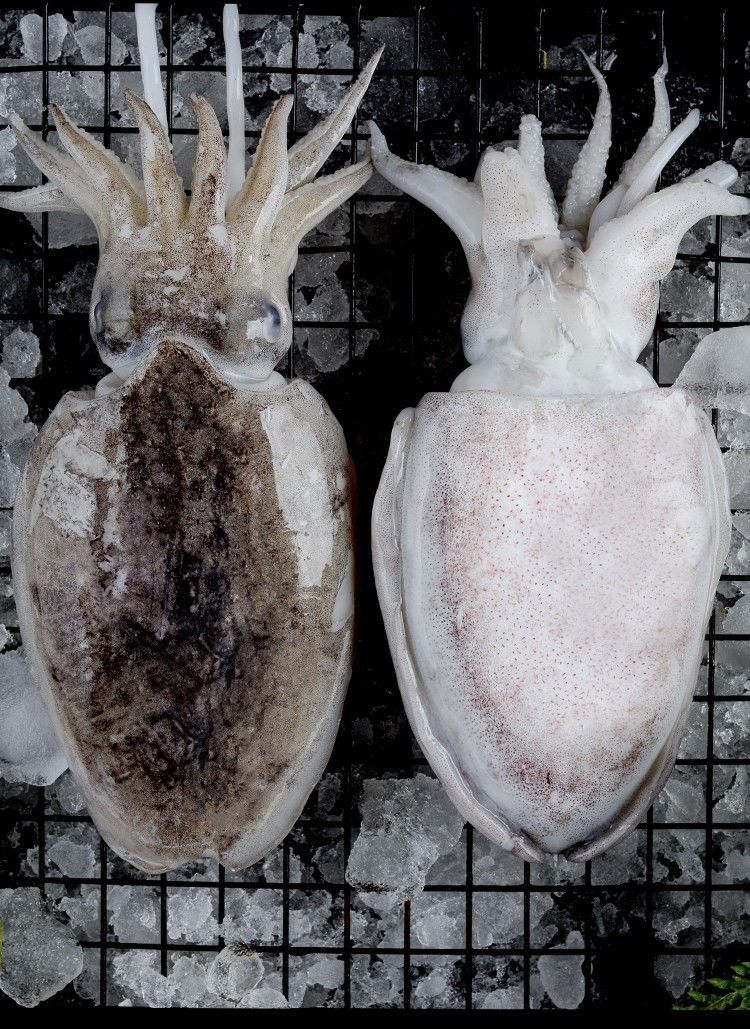 墨鱼新鲜鲜活乌贼鱼大号速度冻海鲜水产6斤