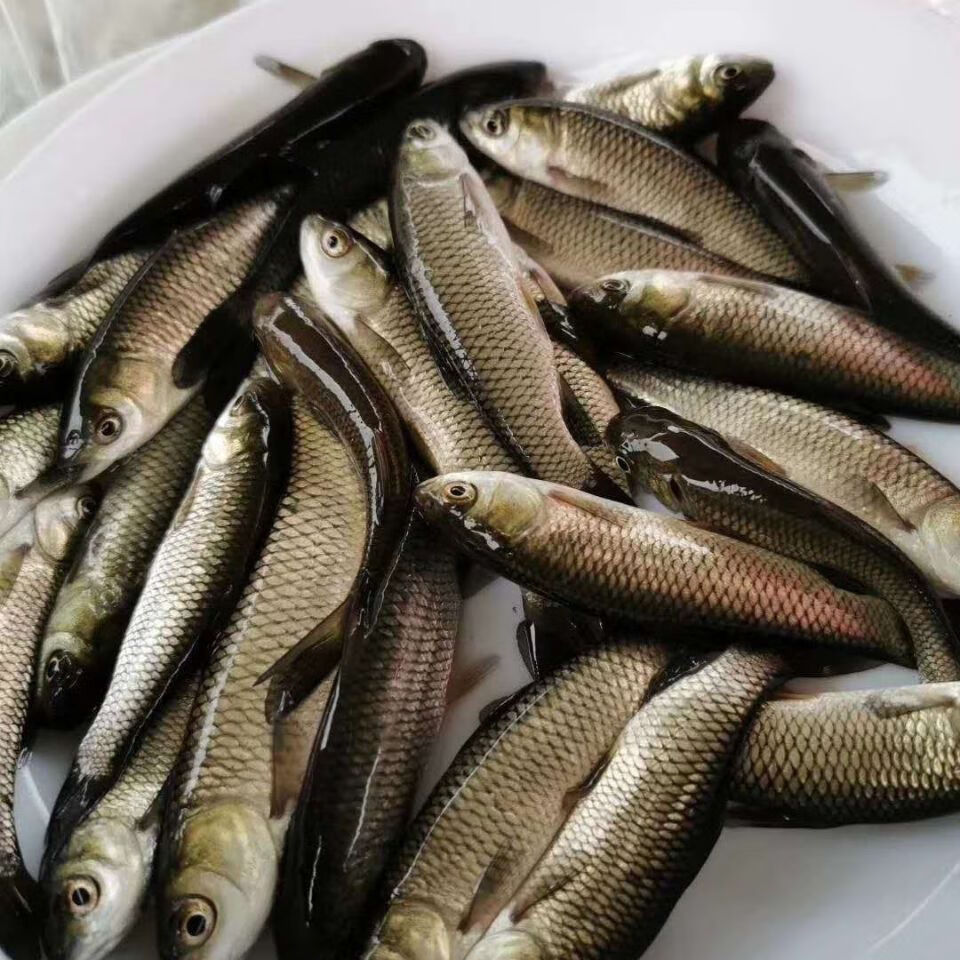 黃金鯽魚苗中科五號工程鯽冷淡水養殖食用活體大草魚苗批 10-13cm草魚