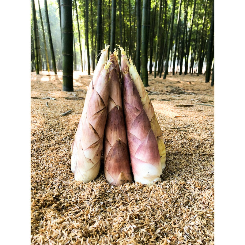 晨臻临安春笋新鲜现货竹笋冬笋浙江天目山雷笋农家蔬菜尖嫩笋son 1斤